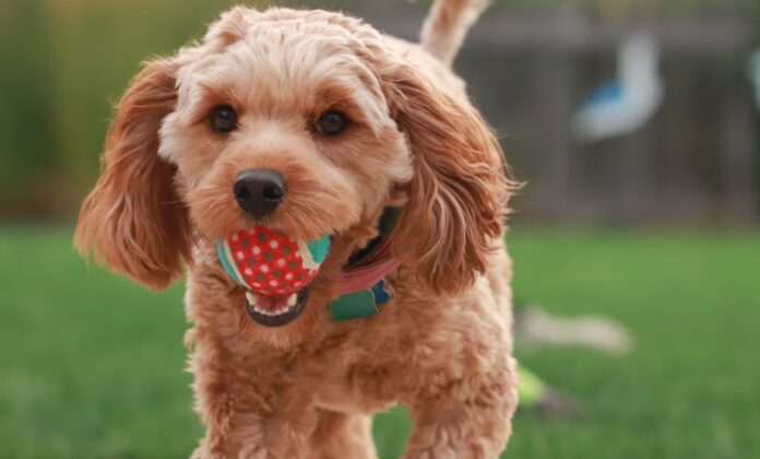 Goldendoodle 1