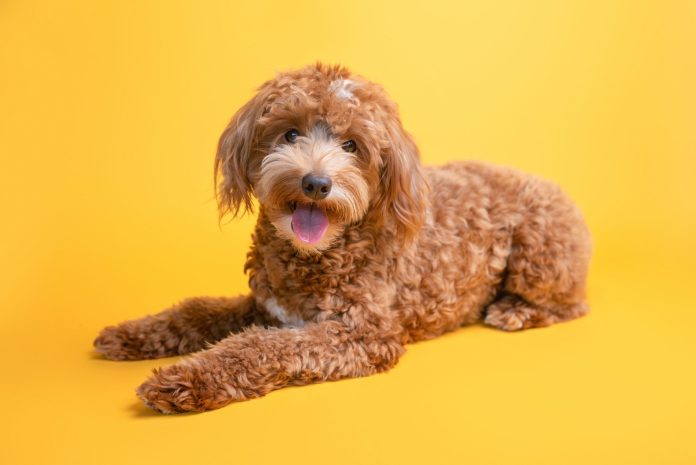 Goldendoodle dog