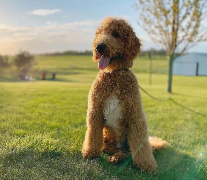 Goldendoodle dog sit