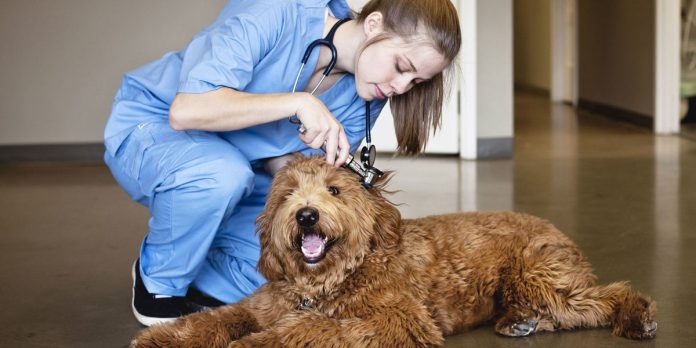 Goldendoodle with vet doctor