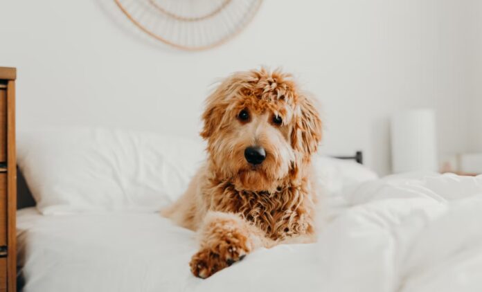 Goldendoodles 1