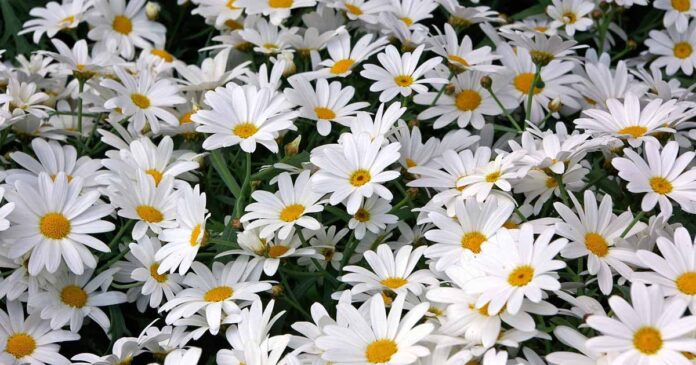 How to Plant and Grow Shasta Daisies FB