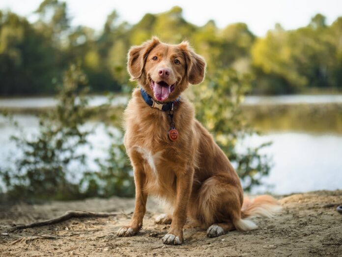 The Personality Of Your Dog