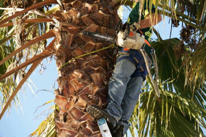 cutting down palms