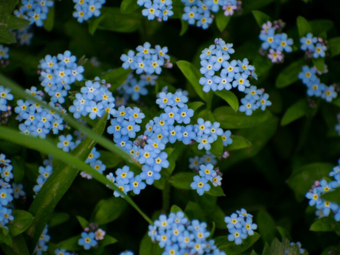 forget me nots