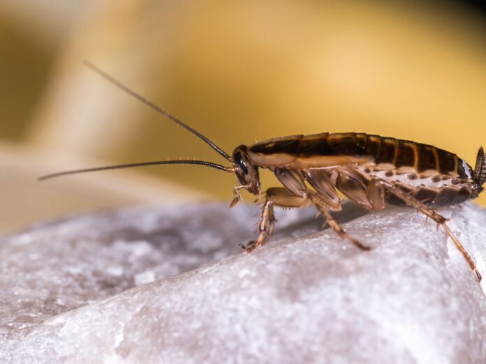 the german cockroach blattella germanica