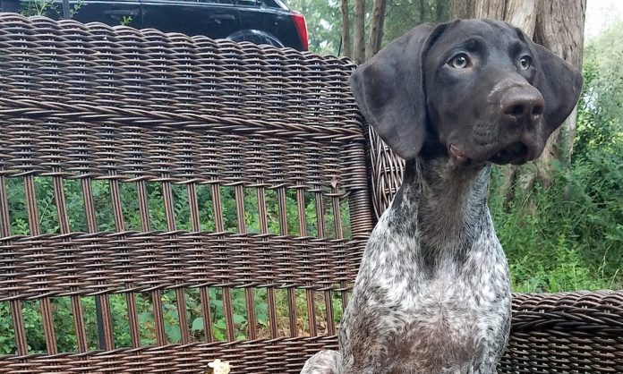 German Shorthaired Pointer