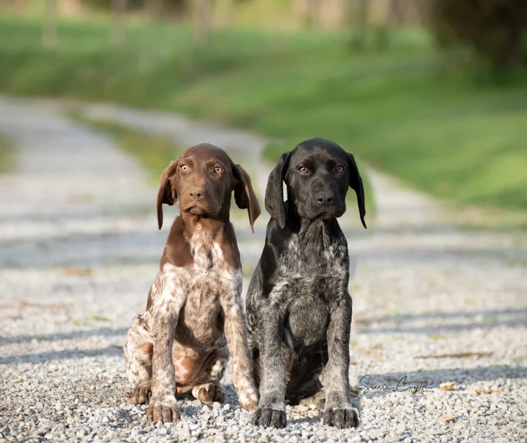 How to Potty Train Your German Shorthaired Pointer Puppy
