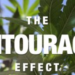 What Is The Entourage Effect