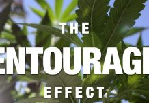 What Is The Entourage Effect