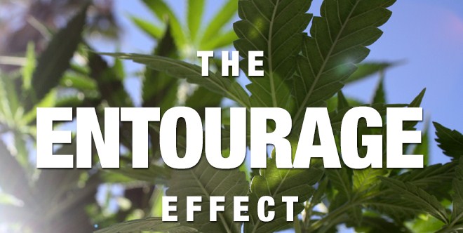 What Is The Entourage Effect