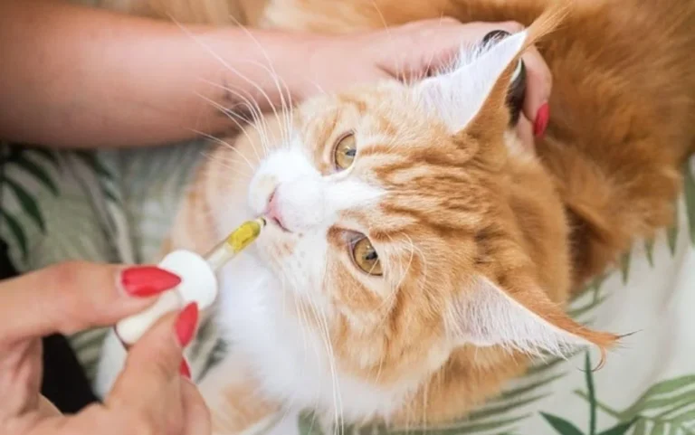 CBD Dosing Guide For Cats: 5 Things you need to know