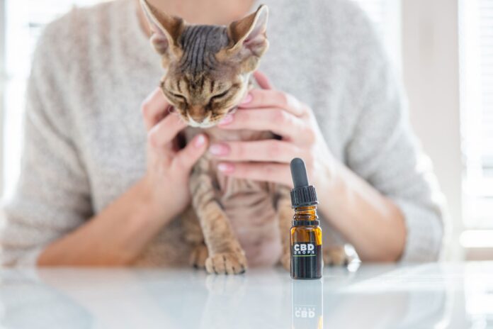 cat cbd oil