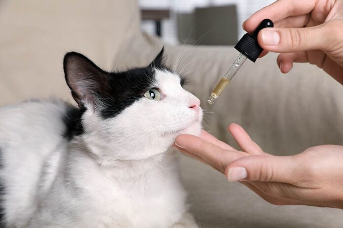 cbd dosage for cats