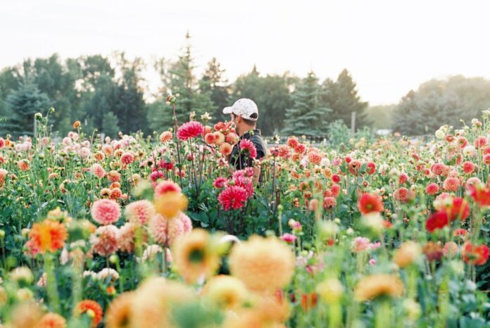 Growing Flowers