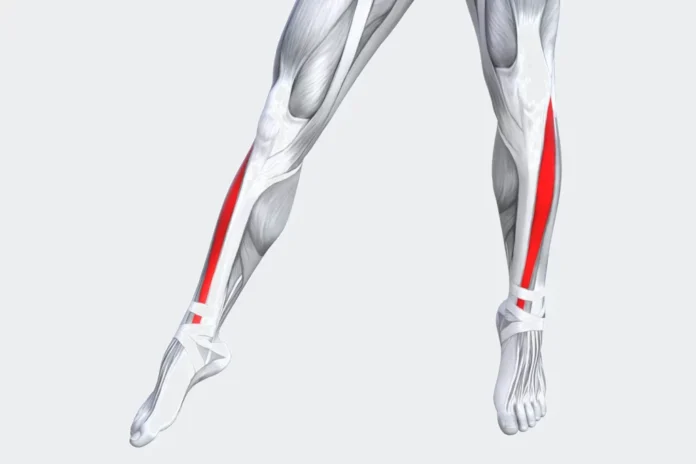 Understanding the Tibialis Anterior